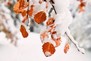 Первый снег в «Лесной сказке» — вот оно, настоящее волшебство!